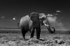 Picture: Michael O'Sullivan / OSM PHOTO
