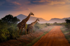 Picture: Michael O'Sullivan / OSM PHOTO