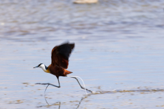 African Jacana pictured at Lake Amboseli, Amboseli Kenya. 
Picture: Michael O'Sullivan / OSM PHOTO