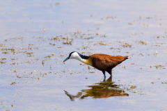 African Jacana pictured at Lake Amboseli, Amboseli Kenya. 
Picture: Michael O'Sullivan / OSM PHOTO