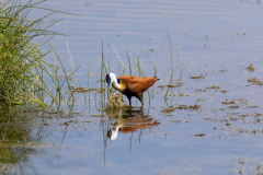 African Jacana pictured at Lake Amboseli, Amboseli Kenya. 
Picture: Michael O'Sullivan / OSM PHOTO