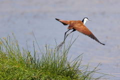 African Jacana pictured at Lake Amboseli, Amboseli Kenya. 
Picture: Michael O'Sullivan / OSM PHOTO