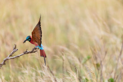 Picture: Michael O'Sullivan / OSM PHOTO