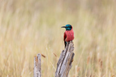 Picture: Michael O'Sullivan / OSM PHOTO