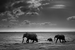 Picture: Michael O'Sullivan / OSM PHOTO