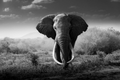Super Tusker IR2